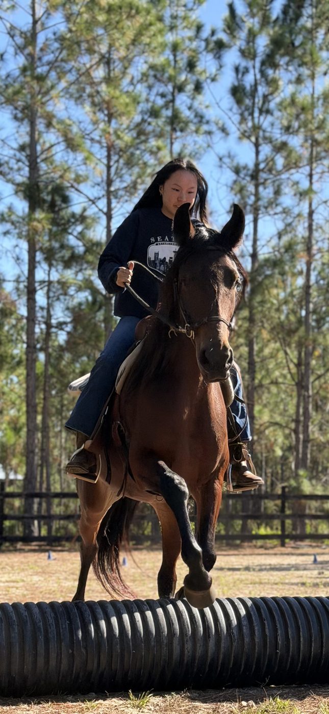 A rider guides a bay horse over a ground obstacle