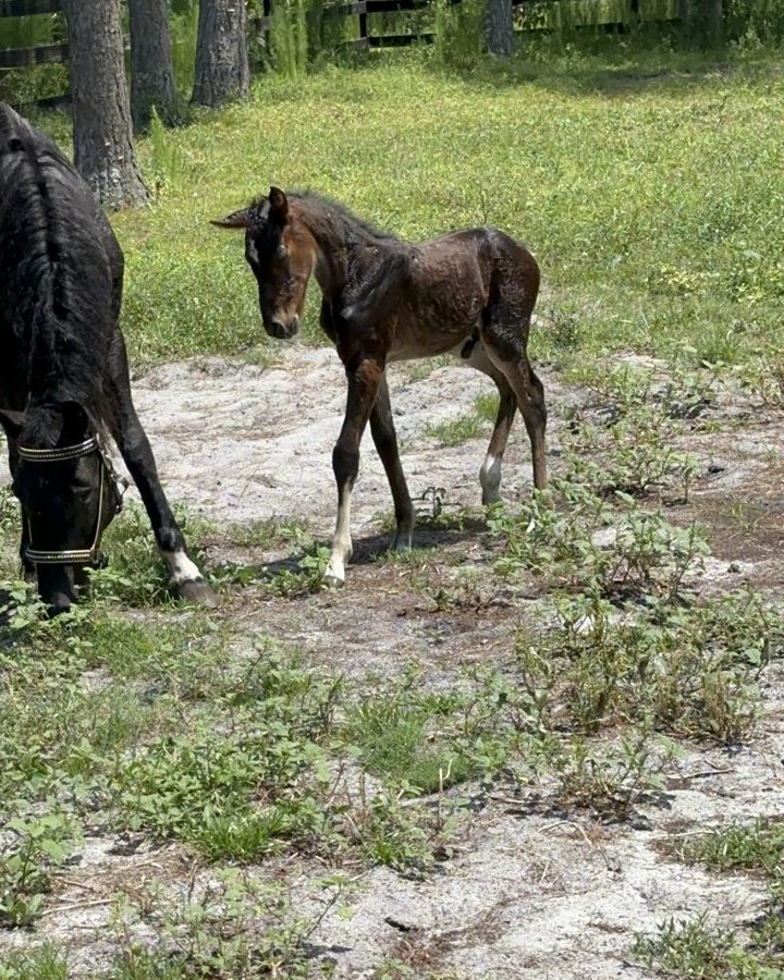 Maverick as a bay foal standing beside a grazing black mare